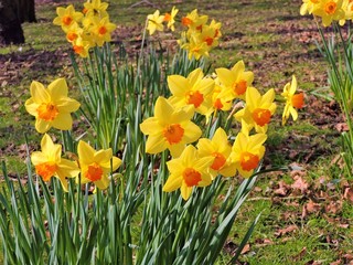 Colourful daffodils in the park.