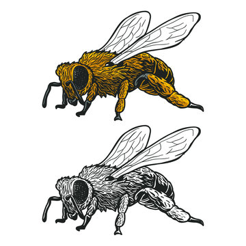 hornet beee or killer bee drawing