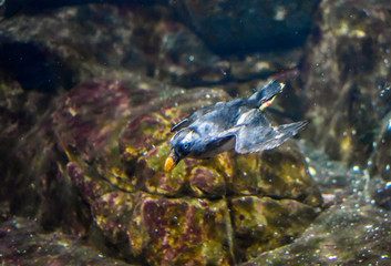 A bird (seabird) swimming underwater in search of small fish to feed on.