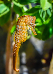 The Pacific Seahorse (Hippocampus ingens), inhabits the pacific coast from Baja California to Peru as well as the Galapagos Islands.  There is also a transient population in San Diego.   © David A Litman