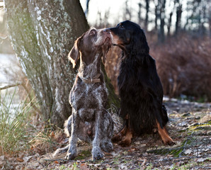 Dog German Wirehaired pointer and dog Setter Gordon in spring forest