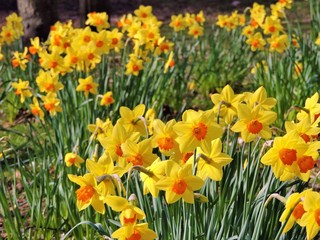 Colourful Spring Daffodils.