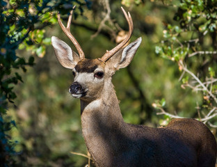 A Columbian Black-tailed deer buck (Odocoileus hemionus) peeks its head out from a shaded coastal live oak tree in Monterey, California.The black-tail is a type of mule deer of the Pacific Northwest.  - obrazy, fototapety, plakaty