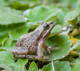 Pacific tree frogs (Pseudacris regilla) are common in Monterey, California. Their range includes California, Oregon, Washington, Canada and southern Alaska.  They can change between green and brown.