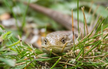 The southern Alligator lizard (Elgaria multicarinata) lives along the Pacific Coast of North America, from Baja California to Washington.  