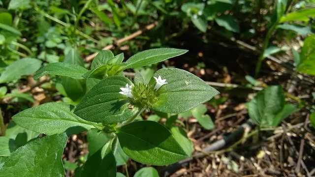 Weeds green in the nature background. Borreria alata grass or javanese called as udel-udelan.
