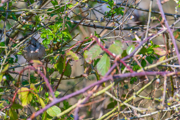 a sparrow sits fluffed  up in a bush and is well camouflaged