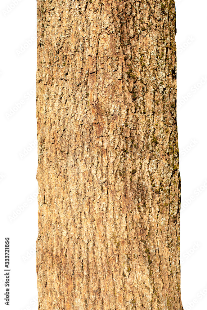 Poster tree trunk isolated on white background