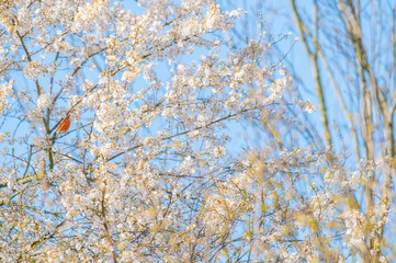 a bullfinch sits in a tree with  white flowers and starts