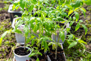 Potted tomato seedlings on farm