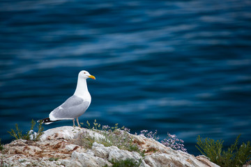 seagull on the stone coastline