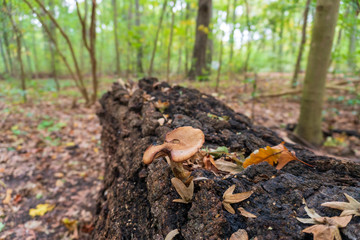 A single brown mushroom on a rotten tree trunk in the woods