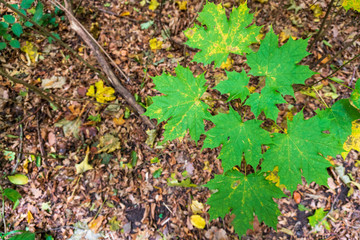 Above view of green leaves on a forest ground in autumn