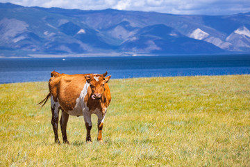 Cow grazing on the picturesque meadow in Baikal