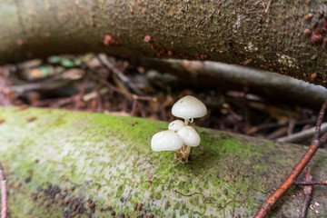 Four small white mushrooms on a tree trunk in the woods