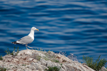 Obraz premium seagull on the stone coastline