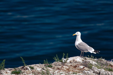 seagull on the stone coastline