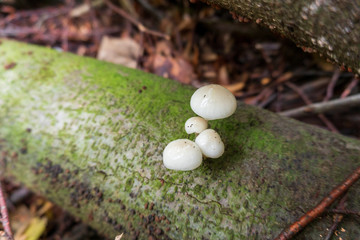 Small mushrooms sprouting up an old tree trunk