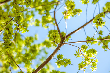 Elm branches against the blue sky. The seeds of elm. Karagach