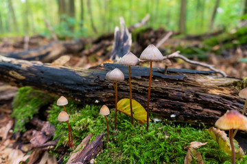 Naklejka na ściany i meble Mushrooms on a mossy ground in front of a rotten wet branch in the woods