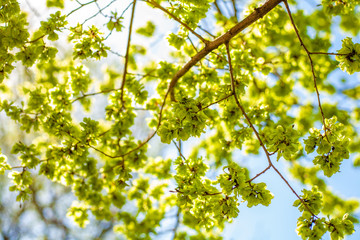 Elm branches against the blue sky. The seeds of elm. Karagach
