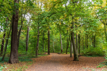 Fototapeta premium Deserted crossroad in a green forest