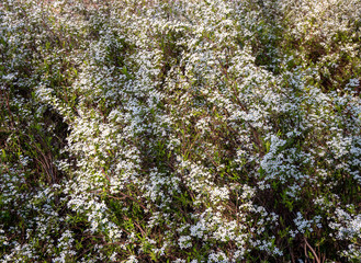 Spierstrauch Spiraea blüht in der Parkanlage