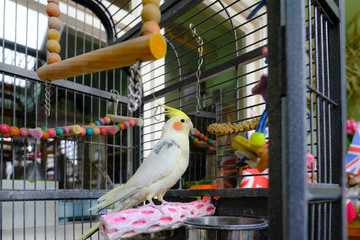 Adult male cockatiel bird seen on his main perch, seen beside his metal mirror. Located in a warm...