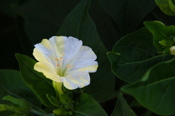 white flower in the garden