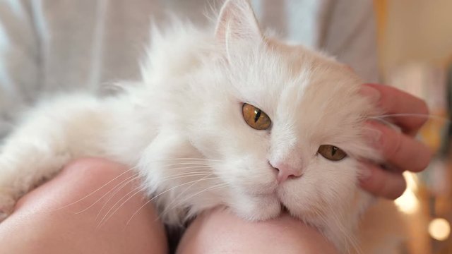 sch&ouml;ne, wei&szlig;e, langhaarige Perserkatze, Ragdoll Katze liegt gem&uuml;tlich auf dem Scho&szlig; und den Beinen einer jungen Frau und wird gestreichelt und gekrauelt