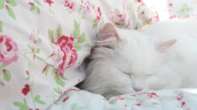 sch&ouml;ne, wei&szlig;e, langhaarige Perserkatze, Ragdoll Katze liegt und schl&auml;ft auf blumiger Decke