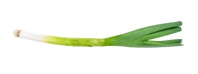 fresh green garlic cutout on white