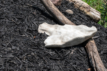 A uniquely shaped white rock and a rotting tree branch on a small hillside freshely covered with...