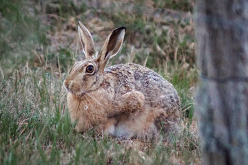 Naklejka na ściany i meble Close up of an european hare