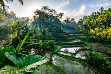 De Balinese rijstvelden in Ubud