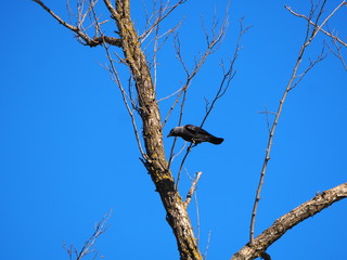 cuervo color negro picoteando la madera de un arbol, lerida, españa, europa
