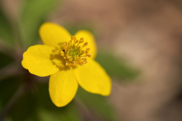 Blooming plant Anemone ranunculoides in the forest. Known as  Yellow Anemone or Buttercup Anemone. Detail of yellow flower, blurry background, sunny day.