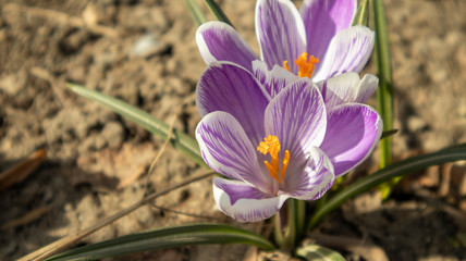 purple crocuses in the spring sun