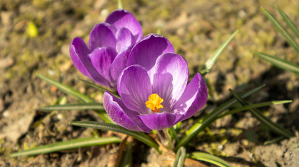 purple crocuses in the spring sun