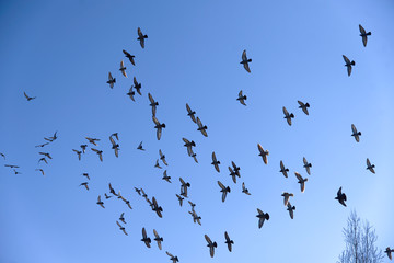 Taubenschwarm am blauen Himmel