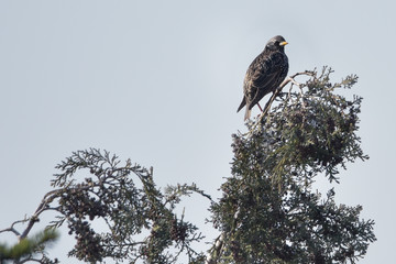 Amsel