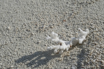 Fototapeta premium little white coral lying on the beach