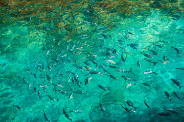 Fototapeta na wymiar a lot of fish in the water