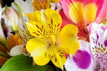 Obraz na płótnie Canvas Macro view of yellow alstroemeria flower in aesthetic multicolor bouquet 