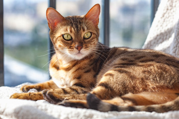 Bengal cat is lying and looking at something