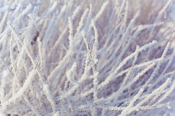 Branch of a tree in frost