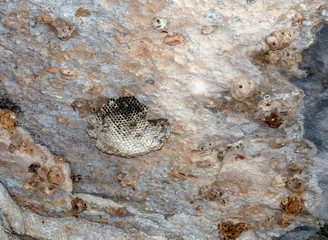 An old abandoned wasp nest under a cliff makes an interesting texture, background or abstract photograph. Bokeh effect.