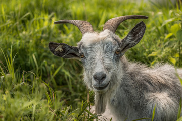 Peaceful goat