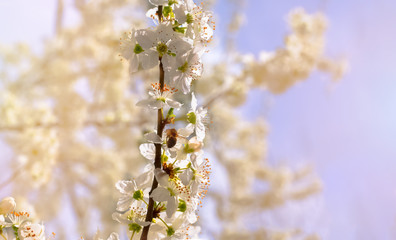 Blossoming Cherry. Bee in the on a flower. Spring. Bee and white flowers