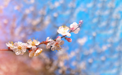 Cherry blossom in spring for background or copy space for text